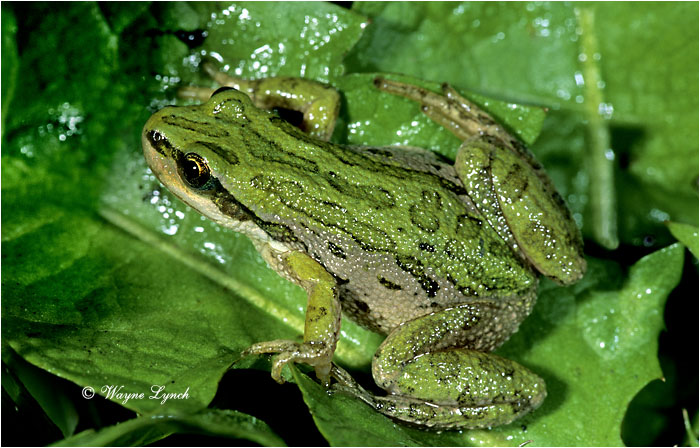Boreal Chorus Frog 102 by Dr. Wayne Lynch &copy;